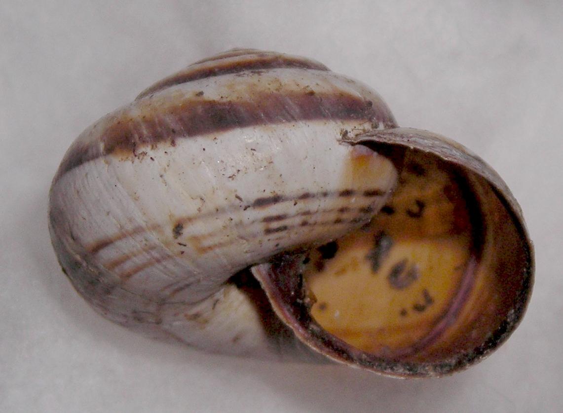 Cernuella sp.